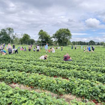 Afton Apple Orchard - Picking area - Fruits & Veggies Near Me - Hastings, Minnesota Afton Apple Orchard - Picking area - Fruits & Veggies Near Me - Hastings, Minnesota
