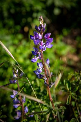 Chino Hills State Park by null