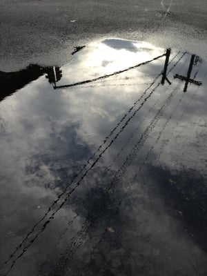 Molasses Books by null