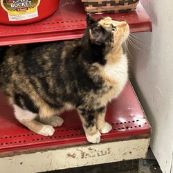 Hill Country Feed & Supply - Cat lives there