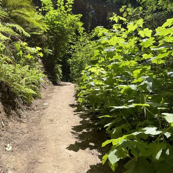 Arcata Community Forest - Parks Near Me Arcata Community Forest - Parks Near Me