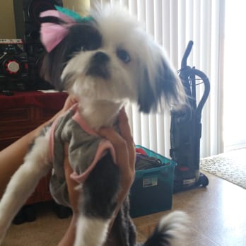 glamour pet salon & spa