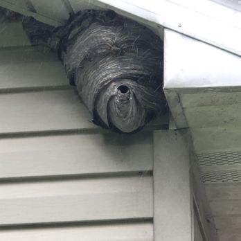 The Wildlife Specialist - Bald face hornet hive - Wildlife Control Near Me The Wildlife Specialist - Bald face hornet hive - Wildlife Control Near Me