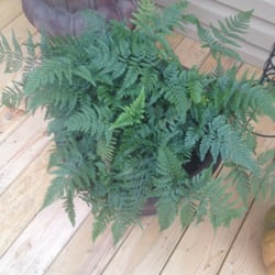 McQueen Nursery & Landscaping