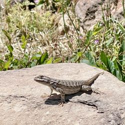 Jemez National Monument - A local