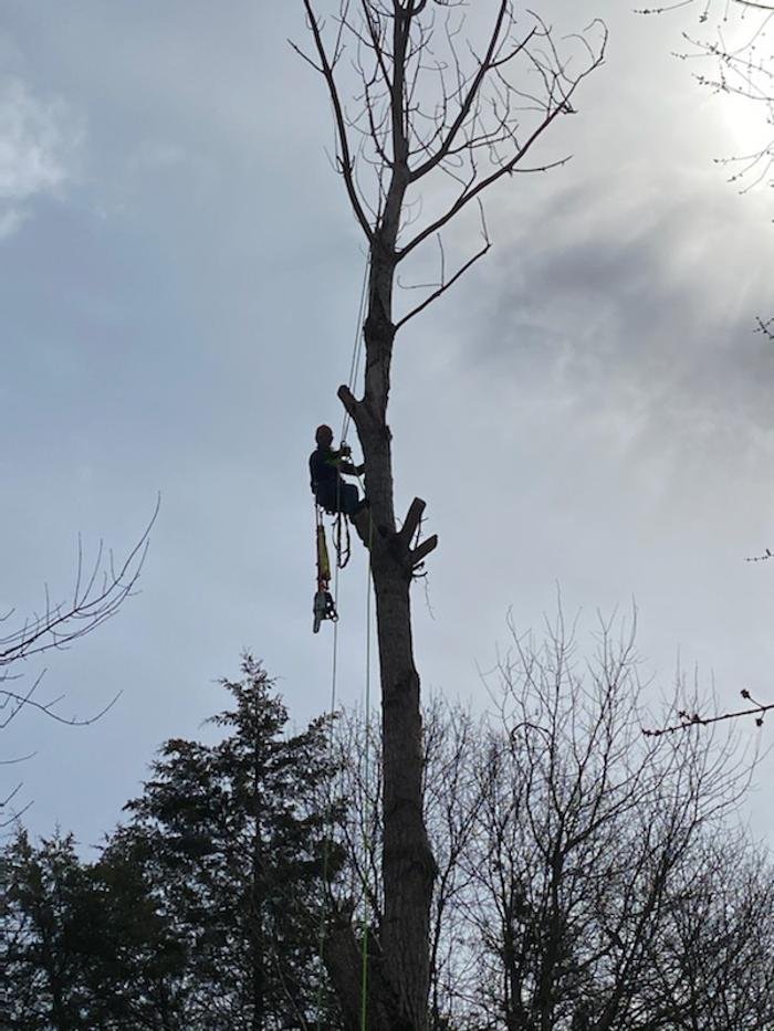 Pierce Tree Cutting Service - tree service in Ramsey, MN
