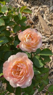 Ritter Park Rose Garden by null