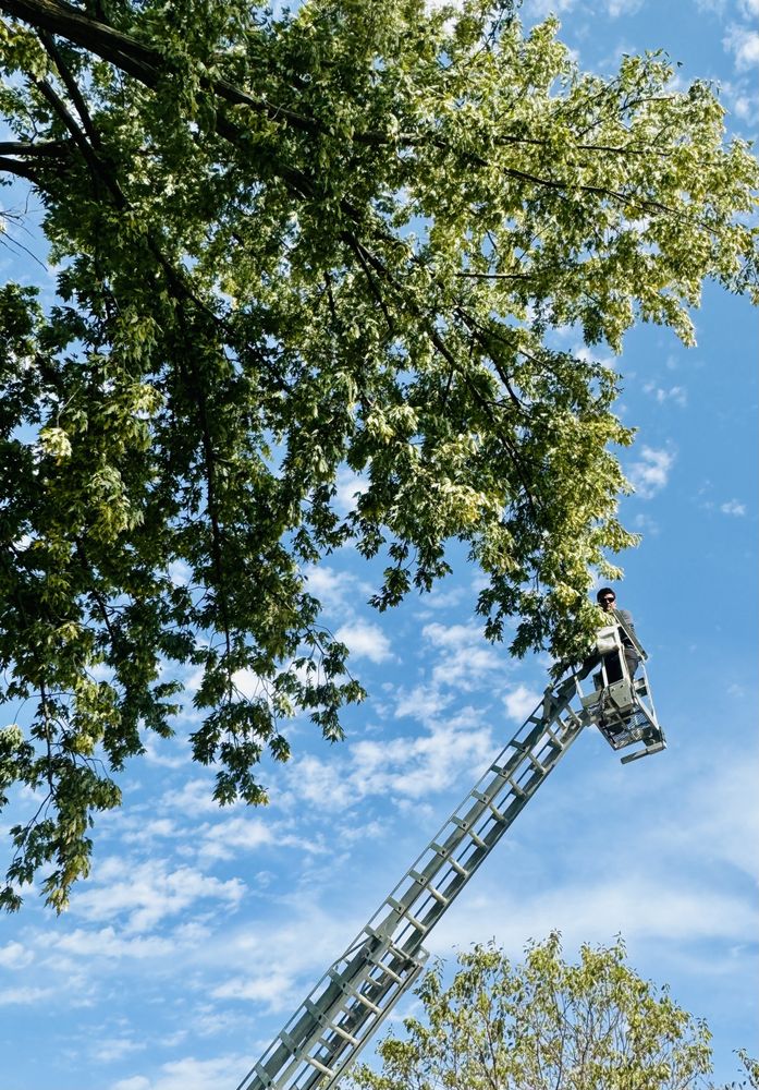 Wood’n Bush Tree Services - tree service in Rosemount, MN