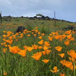California Poppy's California Poppy's