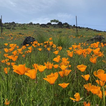 Coyote Valley Open Space Preserve - California Poppy's - Hiking Near Me - Morgan Hill, California Coyote Valley Open Space Preserve - California Poppy's - Hiking Near Me - Morgan Hill, California