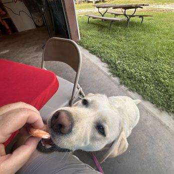 Good Times Crawfish Barn - Food is also pup approved! - Seafood Near Me - West Livingston, Texas Good Times Crawfish Barn - Food is also pup approved! - Seafood Near Me - West Livingston, Texas