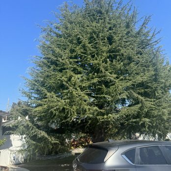 Jimmie's Tree Service - Before - Tree Services Near Me