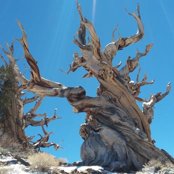 Ancient Bristlecone Pine Forest - Amazing! - Parks Near Me - Bishop, California Ancient Bristlecone Pine Forest - Amazing! - Parks Near Me - Bishop, California