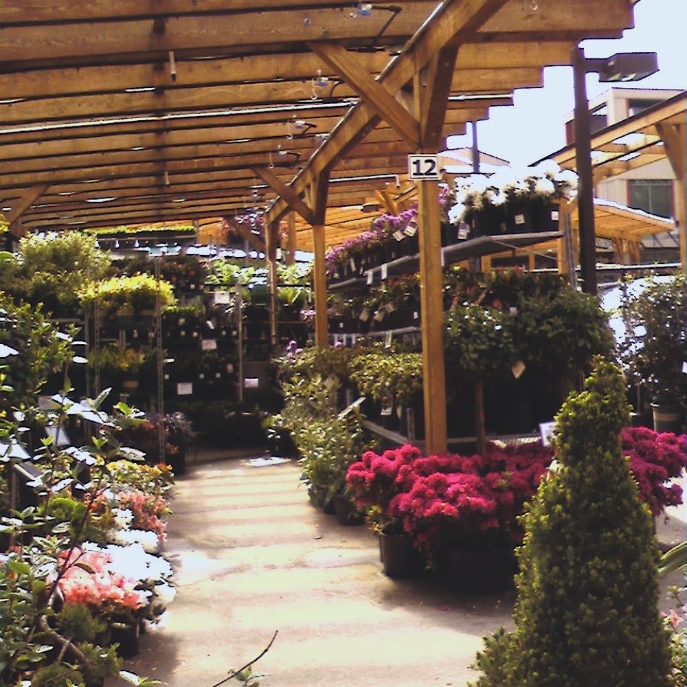 Maple Leaf Garden Centre - Nurseries & Gardening Near Me - North Vancouver, British Columbia Maple Leaf Garden Centre - Nurseries & Gardening Near Me - North Vancouver, British Columbia