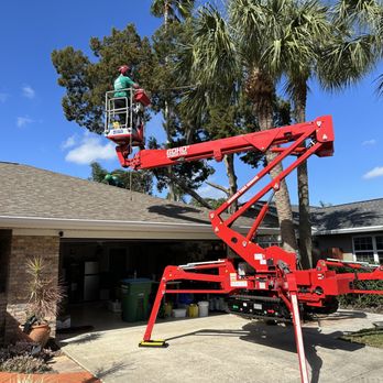 Groskey’s Tree Service - Trimming palms with our 62ft spider lift - Tree Services Near Me - Orlando, Florida Groskey’s Tree Service - Trimming palms with our 62ft spider lift - Tree Services Near Me - Orlando, Florida