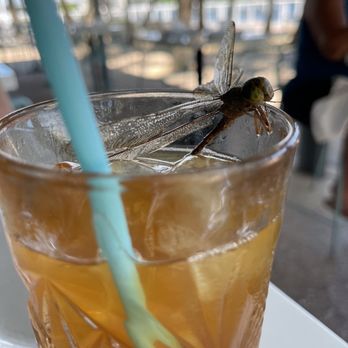 Lucky Shuck - Dead dragonfly garnish. Was at the bottom of the glass so gross! It popped up once the tea was stirred - Seafood Near Me - Jupiter, Florida