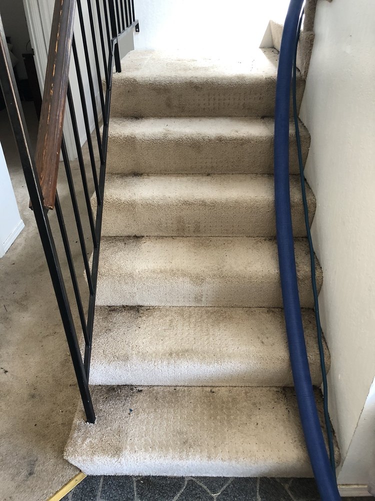 BAYSIDE CARPET CLEANING Updated August 2024 13 Photos & 20 Reviews