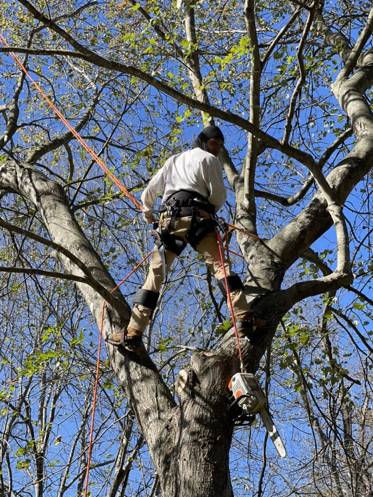 BIG RIGS TREE AND LANDSCAPE SERVICES LLC Boston, Virginia