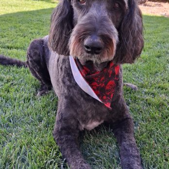 Jem's Bright Star Grooming - Oliver after a groom. - Pet Groomers Near Me - Albuquerque, New Mexico Jem's Bright Star Grooming - Oliver after a groom. - Pet Groomers Near Me - Albuquerque, New Mexico