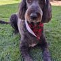 Photo of Jem's Bright Star Grooming