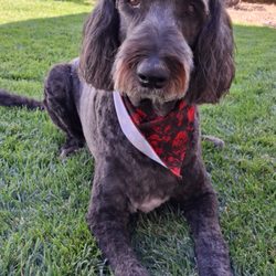 Jem's Bright Star Grooming - Oliver after a groom.