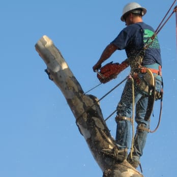 Whits Turn Tree Care - Tree Services Near Me - Paso Robles, California Whits Turn Tree Care - Tree Services Near Me - Paso Robles, California