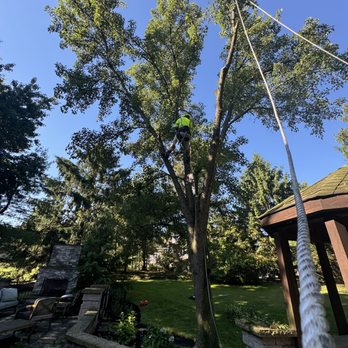 Mondrea Tree - Tree Services Near Me Mondrea Tree - Tree Services Near Me