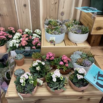 Trader Joe's - Succulents - Grocery Near Me - Raleigh, North Carolina Trader Joe's - Succulents - Grocery Near Me - Raleigh, North Carolina