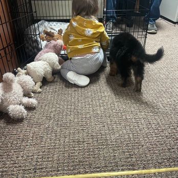 Herzog German Shepherds - Pet Breeders Near Me