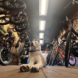 Harborside Cycle & Sport