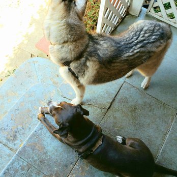 Competent Pup - Apollo and "Chief Morale Officer", Penguin. - Pet Training Near Me Competent Pup - Apollo and "Chief Morale Officer", Penguin. - Pet Training Near Me