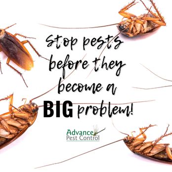Advance Pest Control - Pest Control Near Me - Youngsville, North Carolina Advance Pest Control - Pest Control Near Me - Youngsville, North Carolina