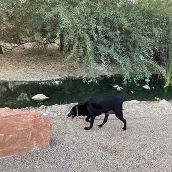 Riparian Preserve at Water Ranch - Butterfly, reserve, rabbits, turtles, ducks, birds, gorgeous, scenery, and Kiara loves it - Parks Near Me - Gilbert, Arizona