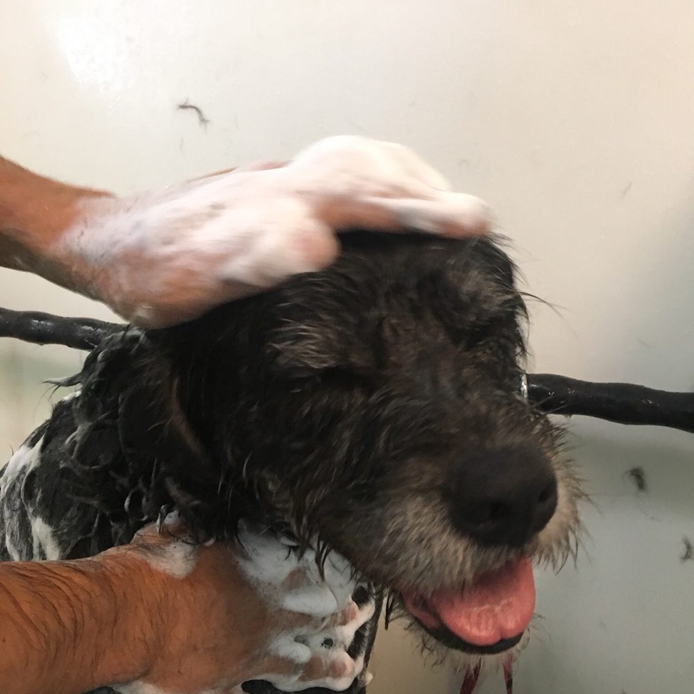 Lucky Pups Pet Wash - Pet Groomers Near Me - Chesapeake, Virginia Lucky Pups Pet Wash - Pet Groomers Near Me - Chesapeake, Virginia