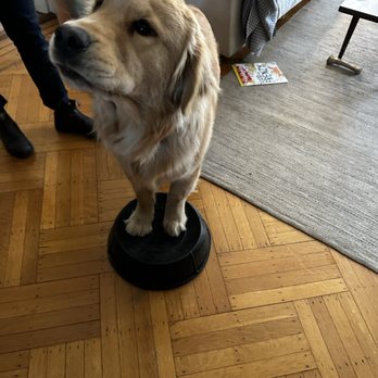 Jabir’s Dog Training - Place command - Pet Training Near Me Jabir’s Dog Training - Place command - Pet Training Near Me
