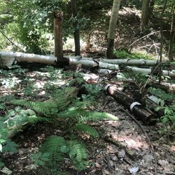 Wilson Mountain Reservation - 7/4/2020