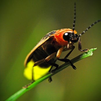 FireFly Enlightened Pest Solutions - Pest Control Near Me - Lincoln City, Oregon FireFly Enlightened Pest Solutions - Pest Control Near Me - Lincoln City, Oregon