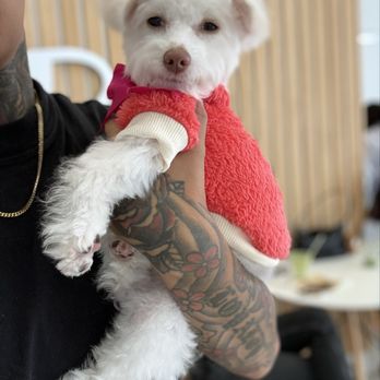 Gigi Pet Grooming - My baby Chloe - Pet Groomers Near Me - Los Angeles, California Gigi Pet Grooming - My baby Chloe - Pet Groomers Near Me - Los Angeles, California