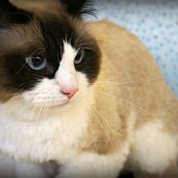 Kitty Clips - Pet Groomers Near Me - Lincoln, Nebraska Kitty Clips - Pet Groomers Near Me - Lincoln, Nebraska
