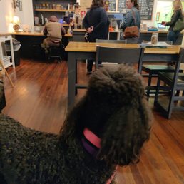 Peeps ordering - our doggie looking on Peeps ordering - our doggie looking on