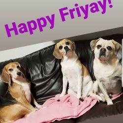 Woodlands Doggie Village - Board Play Spa