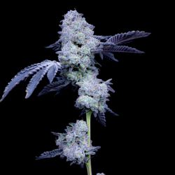 Theory Wellness: Kittery Recreational Cannabis Dispensary - Theory Wellness Flower