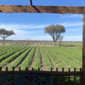 Wildseed Farms - Vineyard and trail walk - Nurseries & Gardening Near Me - Fredericksburg, Texas