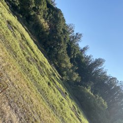Anzar Lake, Draught, Cows, Egrets, Wetlands, Marsh, Aromas CA, Sat Aug 7, 2021