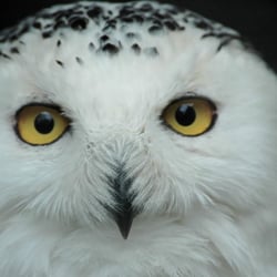 Le Jardin Aux Oiseaux