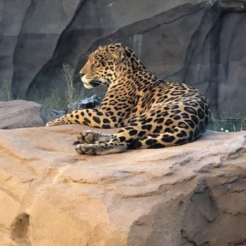 Bearizona - Beautiful jaguar - Zoos Near Me - Williams, Arizona