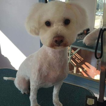 Blue Dogs Grooming - Pet Groomers Near Me - Escondido, California
