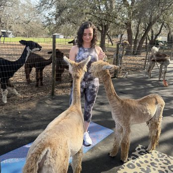 LunaSea Alpaca Farm - Attraction Farms Near Me - Clermont, Florida LunaSea Alpaca Farm - Attraction Farms Near Me - Clermont, Florida
