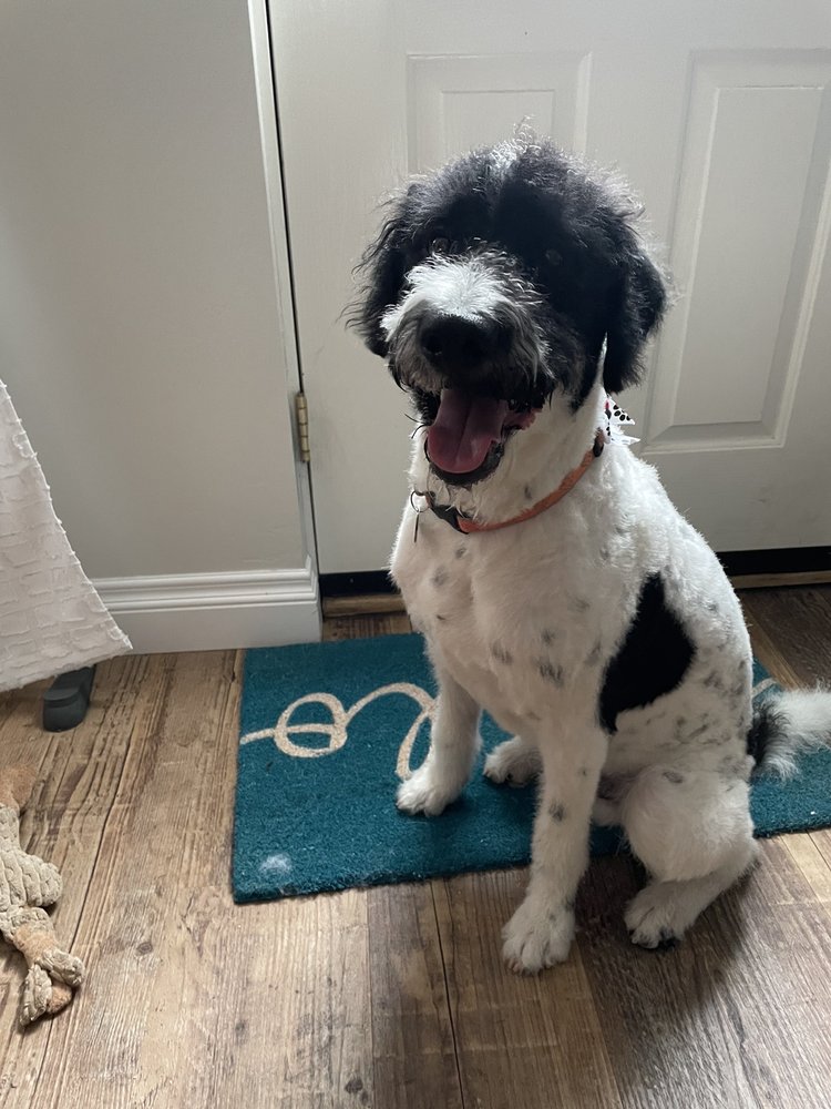 AL’S LUCKY DOG GROOMING Updated May 2024 45 Photos & 53 Reviews