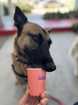 Dark Horse Coffee Roasters. by null